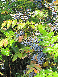 Oregon Grape (Mahonia aquifolium) at Valley View Farms