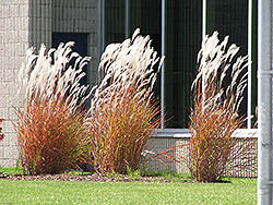 Flame Grass (Miscanthus sinensis 'Purpurascens') at Valley View Farms