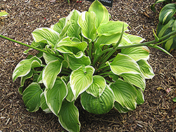 Fragrant Bouquet Hosta (Hosta 'Fragrant Bouquet') at Valley View Farms