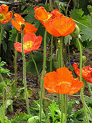 Iceland Poppy (Papaver nudicaule) at Valley View Farms