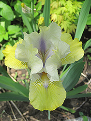 Double Your Fun Iris (Iris 'Double Your Fun') at Valley View Farms