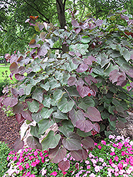 Forest Pansy Redbud (Cercis canadensis 'Forest Pansy') at Valley View Farms