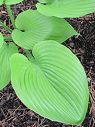Sum and Substance Hosta (Hosta 'Sum and Substance') at Valley View Farms