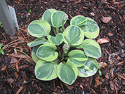 Frosted Mouse Ears Hosta (Hosta 'Frosted Mouse Ears') at Valley View Farms