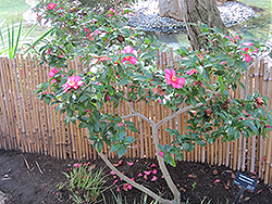 Sasanqua Camellia (Camellia sasanqua) at Valley View Farms