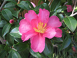 Sasanqua Camellia (Camellia sasanqua) at Valley View Farms