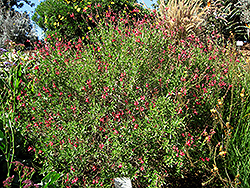 Autumn Sage (Salvia greggii) at Valley View Farms