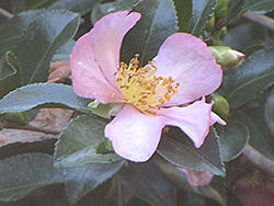 Long Island Pink Camellia (Camellia 'Long Island Pink') at Valley View Farms