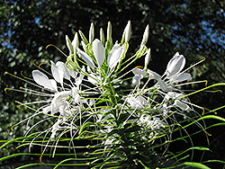Helen Campbell Spiderflower (Cleome hassleriana 'Helen Campbell') at Valley View Farms