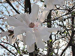 Waterlily Magnolia (Magnolia stellata 'Waterlily') at Valley View Farms