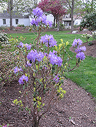 Blue Baron Rhododendron (Rhododendron 'Blue Baron') at Valley View Farms