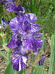 Batik Iris (Iris 'Batik') at Valley View Farms