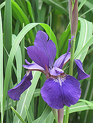Caesar's Brother Siberian Iris (Iris sibirica 'Caesar's Brother') at Valley View Farms