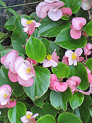 Prelude Pink Begonia (Begonia 'Prelude Pink') at Valley View Farms