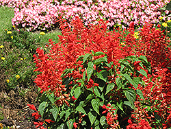 Sizzler Red Sage (Salvia splendens 'Sizzler Red') at Valley View Farms