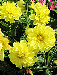 Dahlietta Julia Dahlia (Dahlia 'Dahlietta Julia') at Valley View Farms
