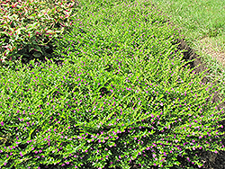 False Heather (Cuphea hyssopifolia) at Valley View Farms