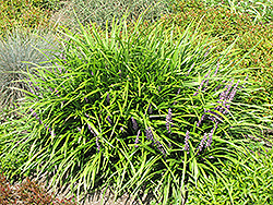 Lily Turf (Liriope spicata) at Valley View Farms