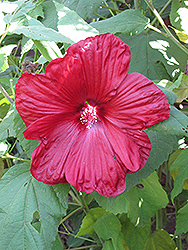 Disco Belle Red Hibiscus (Hibiscus moscheutos 'Disco Belle Red') at Valley View Farms