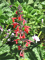Pineapple Sage (Salvia elegans 'Pineapple') at Valley View Farms