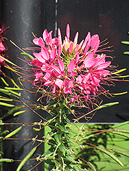 Rose Queen Spiderflower (Cleome hassleriana 'Rose Queen') at Valley View Farms
