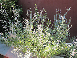 Blue Spire Russian Sage (Perovskia 'Blue Spire') at Valley View Farms