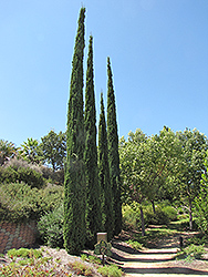 Italian Cypress (Cupressus sempervirens) at Valley View Farms