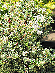 Confetti Glossy Abelia (Abelia x grandiflora 'Confetti') at Valley View Farms