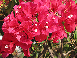 Red Bougainvillea (Bougainvillea 'Red') at Valley View Farms