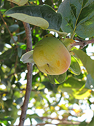 Fuyu Japanese Persimmon (Diospyros kaki 'Fuyu') at Valley View Farms