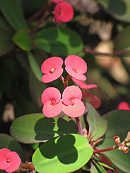 Crown Of Thorns (Euphorbia milii) at Valley View Farms