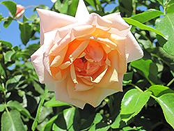 Mother Of Pearl Rose (Rosa 'Meiludere') at Valley View Farms