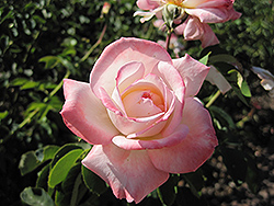 Secret Rose (Rosa 'Secret') at Valley View Farms