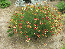 Route 66 Tickseed (Coreopsis verticillata 'Route 66') at Valley View Farms