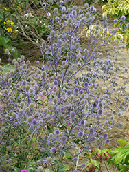 Sapphire Blue Sea Holly (Eryngium 'Sapphire Blue') at Valley View Farms
