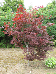 Red Emperor Japanese Maple (Acer palmatum 'Red Emperor') at Valley View Farms