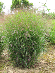 Prairie Sky Switch Grass (Panicum virgatum 'Prairie Sky') at Valley View Farms