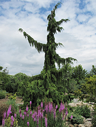 Green Arrow Nootka Cypress (Chamaecyparis nootkatensis 'Green Arrow') at Valley View Farms