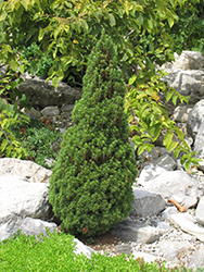 Jean's Dilly Spruce (Picea glauca 'Jean's Dilly') at Valley View Farms
