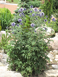 Veitch's Blue Globe Thistle (Echinops ritro 'Veitch's Blue') at Valley View Farms