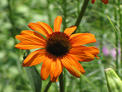 Tiki Torch Coneflower (Echinacea 'Tiki Torch') at Valley View Farms