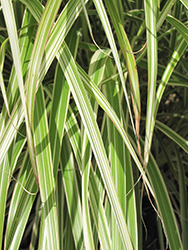 Morning Light Maiden Grass (Miscanthus sinensis 'Morning Light') at Valley View Farms