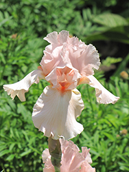 Pink Attraction Iris (Iris 'Pink Attraction') at Valley View Farms