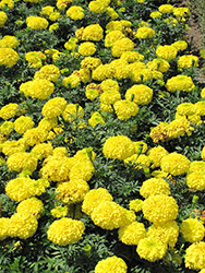 First Lady Marigold (Tagetes erecta 'First Lady') at Valley View Farms