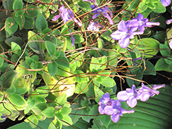 False African Violet (Streptocarpus saxorum) at Valley View Farms