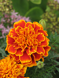 Janie Flame Marigold (Tagetes patula 'Janie Flame') at Valley View Farms