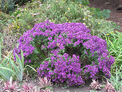 Believer Purple Aster (Symphyotrichum novi-belgii 'Believer Purple') at Valley View Farms