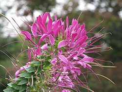 Cherry Queen Spiderflower (Cleome hassleriana 'Cherry Queen') at Valley View Farms