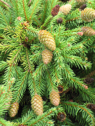 Pusch Spruce (Picea abies 'Pusch') at Valley View Farms