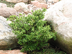 Dwarf Pagoda Japanese Holly (Ilex crenata 'Dwarf Pagoda') at Valley View Farms